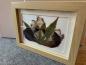 Preview: Blumenbild 5