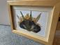 Preview: Blumenbild 6